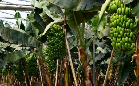 ITB8888通博国际物流为国外种植园水果进口效率加速